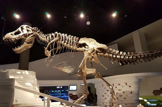 20%Off The Mind Museum All-Access Day-Pass valid Daily: Discover Dinosaurs, Planets, Science & Much More