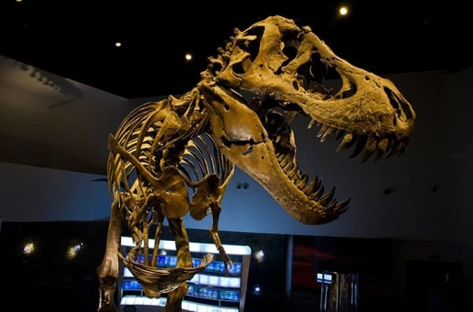 20%Off The Mind Museum All-Access Day-Pass valid Daily: Discover Dinosaurs, Planets, Science & Much More