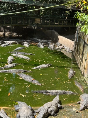 50%Off P450 instead of P895 Zoobic Safari Entrance Ticket in Subic with Access to 8 Attractions & Tiger Safari, Baby Lion & Croco Encounter, Kids below 3ft are FREE