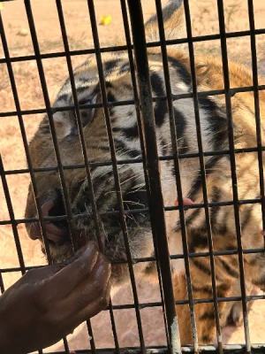50%Off P450 instead of P895 Zoobic Safari Entrance Ticket in Subic with Access to 8 Attractions & Tiger Safari, Baby Lion & Croco Encounter, Kids below 3ft are FREE