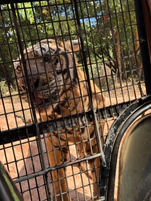 50%Off P450 instead of P895 Zoobic Safari Entrance Ticket in Subic with Access to 8 Attractions & Tiger Safari, Baby Lion & Croco Encounter, Kids below 3ft are FREE