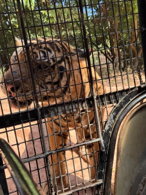 50%Off P450 instead of P895 Zoobic Safari Entrance Ticket in Subic with Access to 8 Attractions & Tiger Safari, Baby Lion & Croco Encounter, Kids below 3ft are FREE