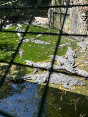 50%Off P450 instead of P895 Zoobic Safari Entrance Ticket in Subic with Access to 8 Attractions & Tiger Safari, Baby Lion & Croco Encounter, Kids below 3ft are FREE