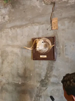 50%Off P450 instead of P895 Zoobic Safari Entrance Ticket in Subic with Access to 8 Attractions & Tiger Safari, Baby Lion & Croco Encounter, Kids below 3ft are FREE