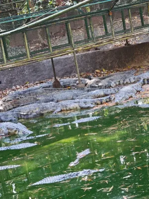 50%Off P450 instead of P895 Zoobic Safari Entrance Ticket in Subic with Access to 8 Attractions & Tiger Safari, Baby Lion & Croco Encounter, Kids below 3ft are FREE