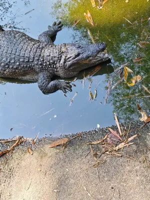 50%Off P450 instead of P895 Zoobic Safari Entrance Ticket in Subic with Access to 8 Attractions & Tiger Safari, Baby Lion & Croco Encounter, Kids below 3ft are FREE