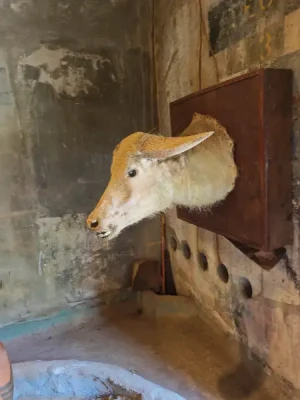 50%Off P450 instead of P895 Zoobic Safari Entrance Ticket in Subic with Access to 8 Attractions & Tiger Safari, Baby Lion & Croco Encounter, Kids below 3ft are FREE