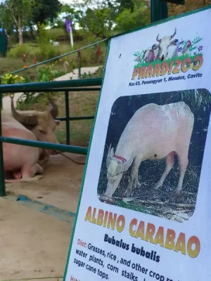 20%Off From P199 instead of P249 Paradizoo Theme Park Entrance Ticket in Tagaytay with Access to 8 Attractions