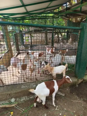 20%Off From P199 instead of P249 Paradizoo Theme Park Entrance Ticket in Tagaytay with Access to 8 Attractions