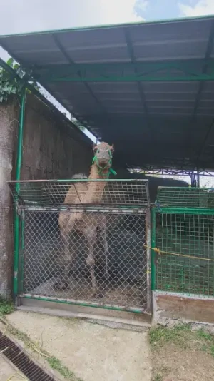 20%Off From P199 instead of P249 Zoori with Access to 8 Attractions, Free for Kids 3ft and below