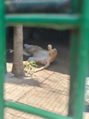 20%Off From P199 instead of P249 Zoori with Access to 8 Attractions, Free for Kids 3ft and below